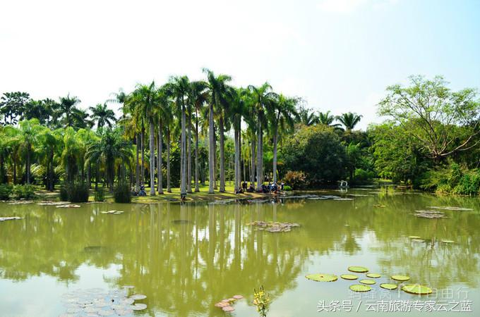 西双版纳穿越热带雨林攻略,西双版纳雨林旅游攻略