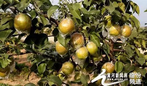 晋中祁县东观乔家堡,山西祁县东观乔家堡