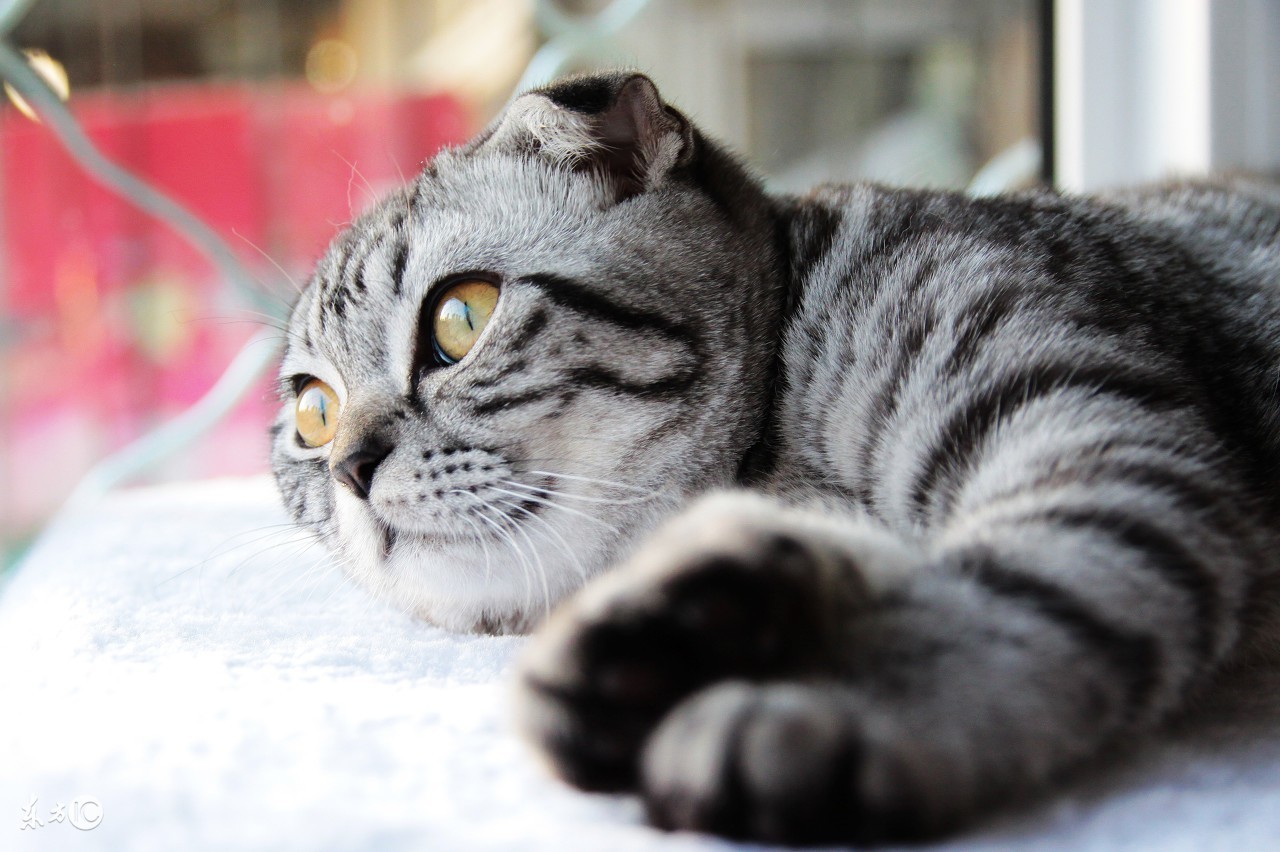 最不容易生病的猫咪品种,世界上最可爱的猫咪品种