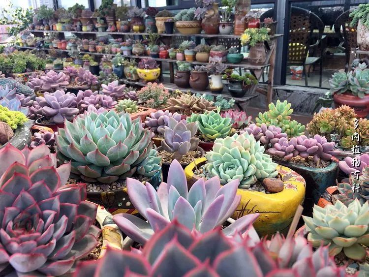 视觉盛宴美不胜收美图,视觉盛宴每个画面都美极了