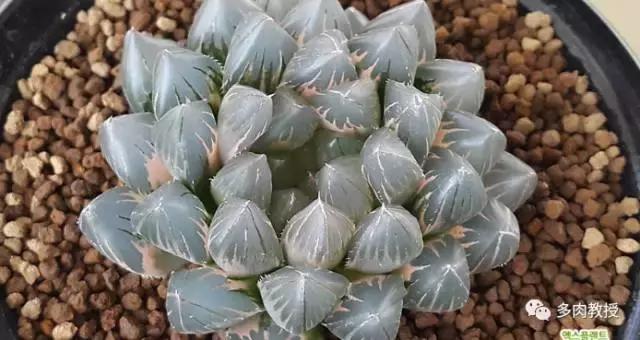 韩国大棚多肉视频,韩国原装进口多肉大棚