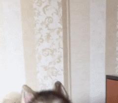 生活妙招：怎样去除狗狗身上的虱子？