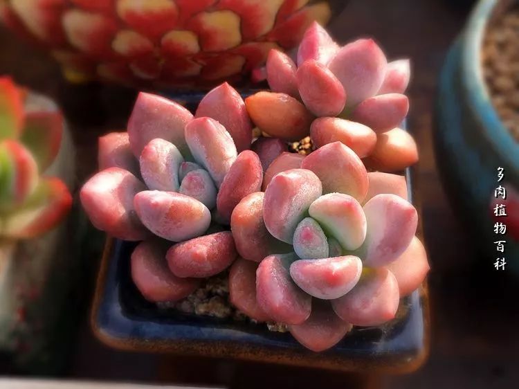 视觉盛宴美不胜收美图,视觉盛宴每个画面都美极了