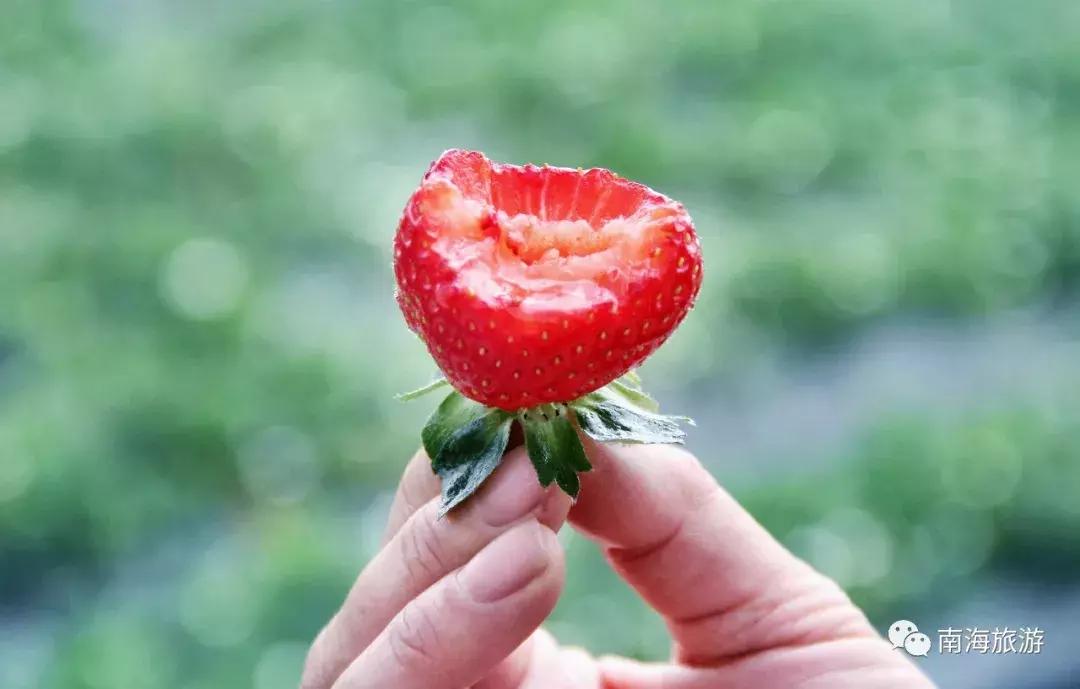 香甜多汁！佛山周边草莓采摘地图出炉！