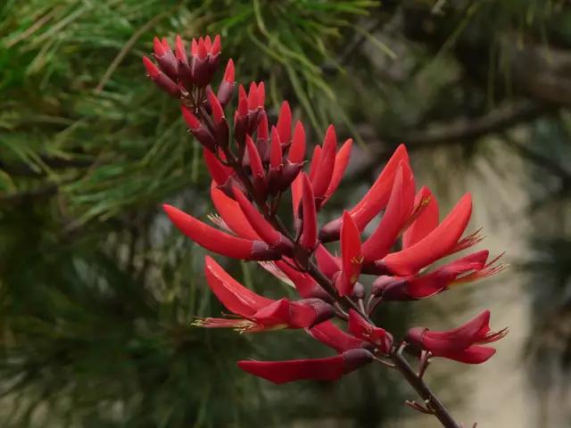 岳麓山最多的植物,岳麓山上的紫色花是什么花
