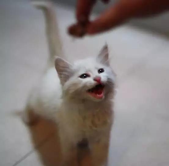 猫咪一周可以吃多少鸡肝,猫咪什么时候可以吃鸡肝