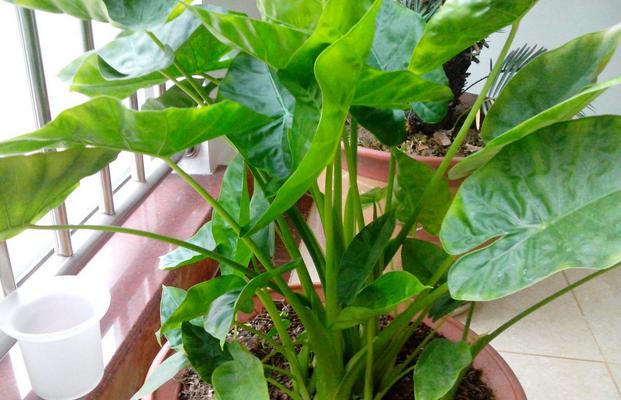 水培滴水观音叶子发黄是什么原因,滴水观音叶子发黄可以剪掉吗