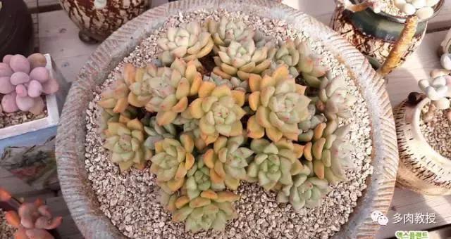 韩国大棚多肉视频,韩国原装进口多肉大棚