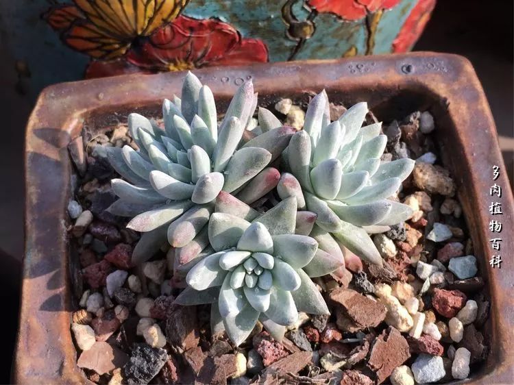 视觉盛宴美不胜收美图,视觉盛宴每个画面都美极了