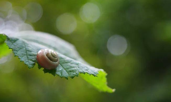 冬眠过冬动物,冬眠动物连连看