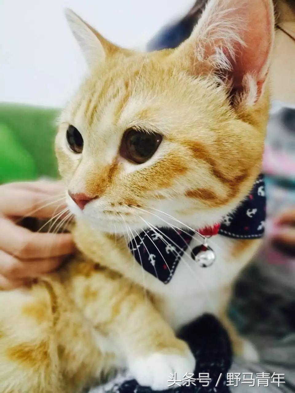 我一句说说而已，朋友就给我送了一只橘猫，结果她现在快20斤重