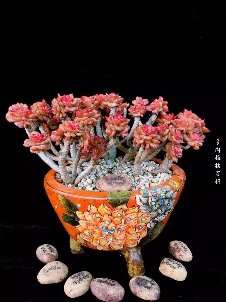 视觉盛宴美不胜收美图,视觉盛宴每个画面都美极了