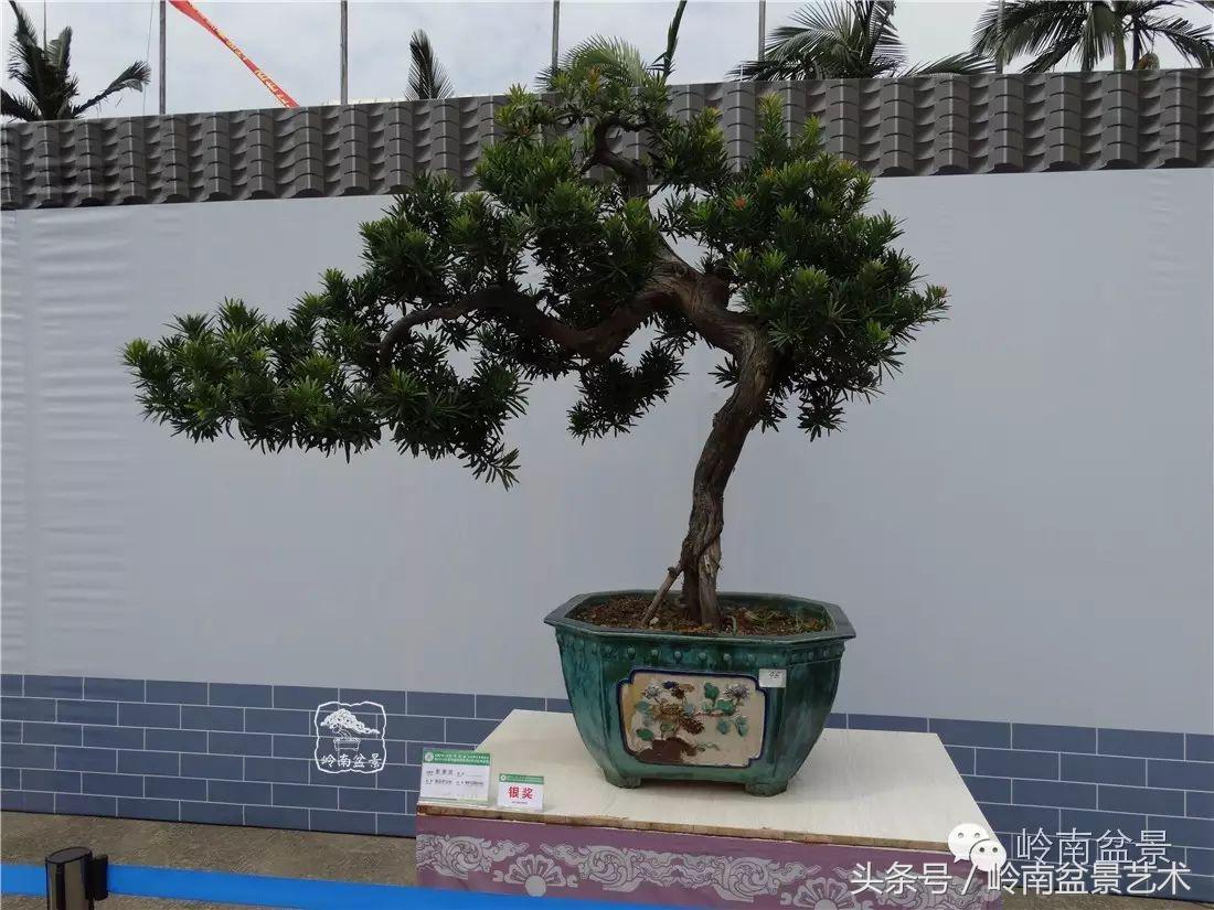 招财好运盆景,罗汉松开运招财