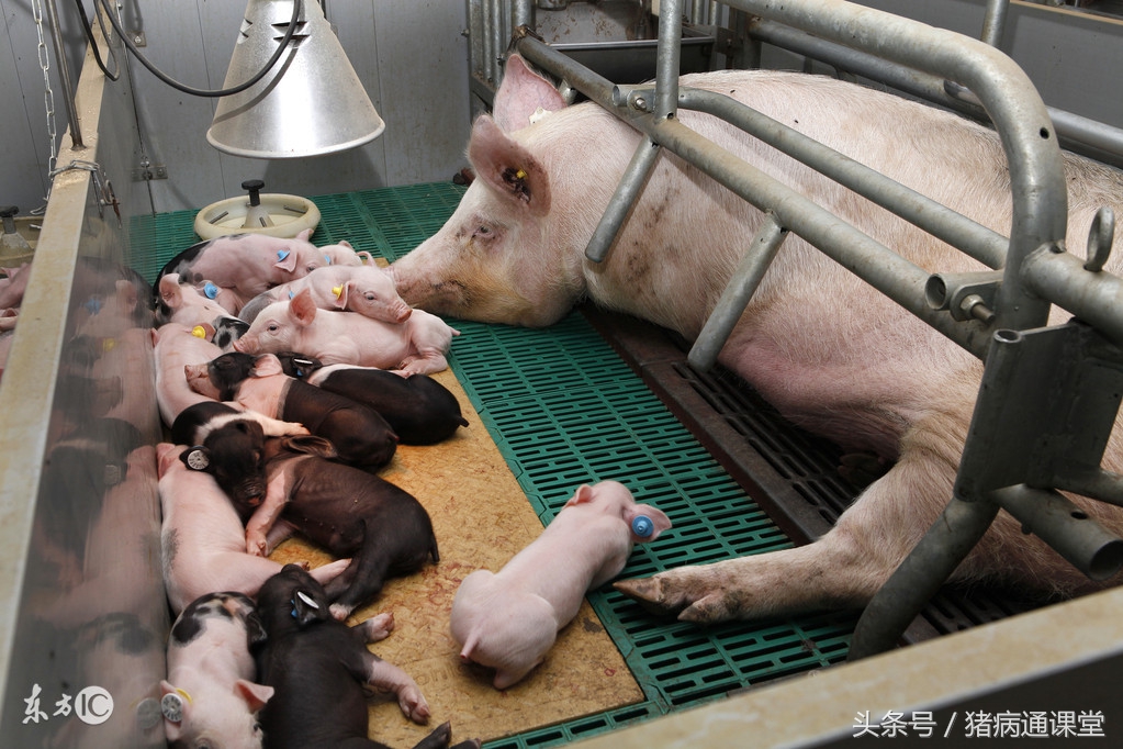 怀孕母猪子宫脱出是什么原因,怎样防止母猪子宫脱出