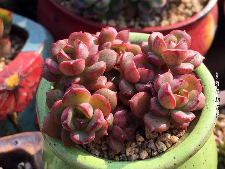 视觉盛宴美不胜收美图,视觉盛宴每个画面都美极了