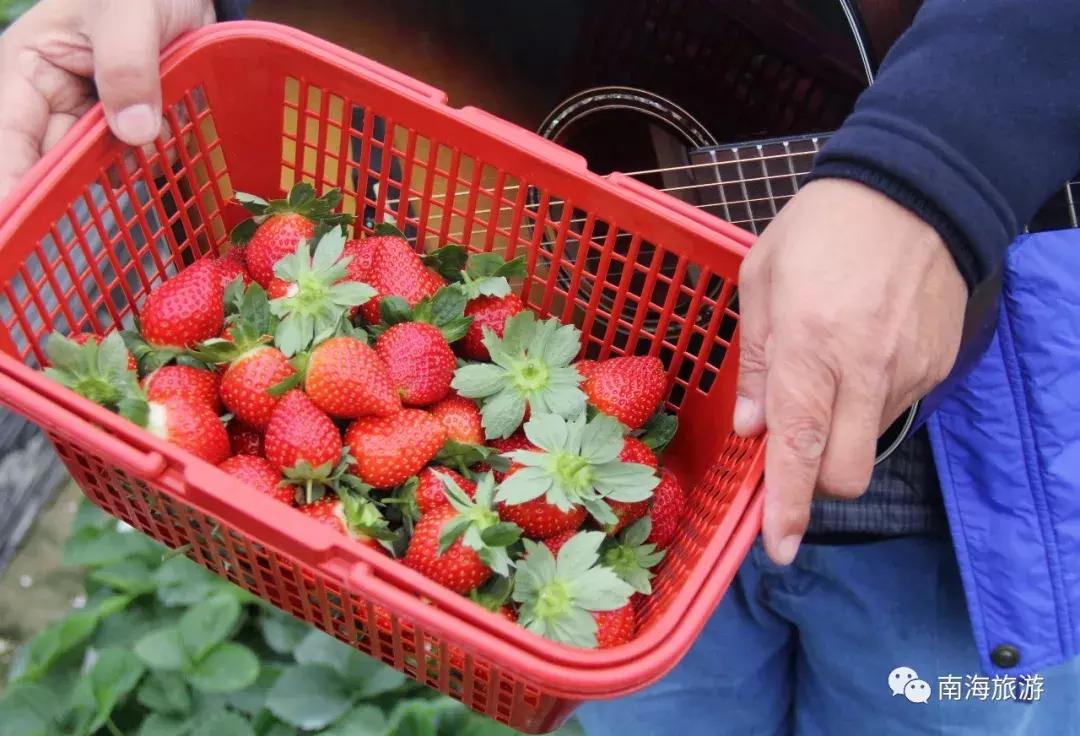 香甜多汁！佛山周边草莓采摘地图出炉！