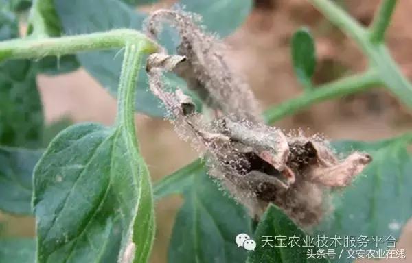 草莓灰霉病图谱及防治,黄皮果灰霉病图谱