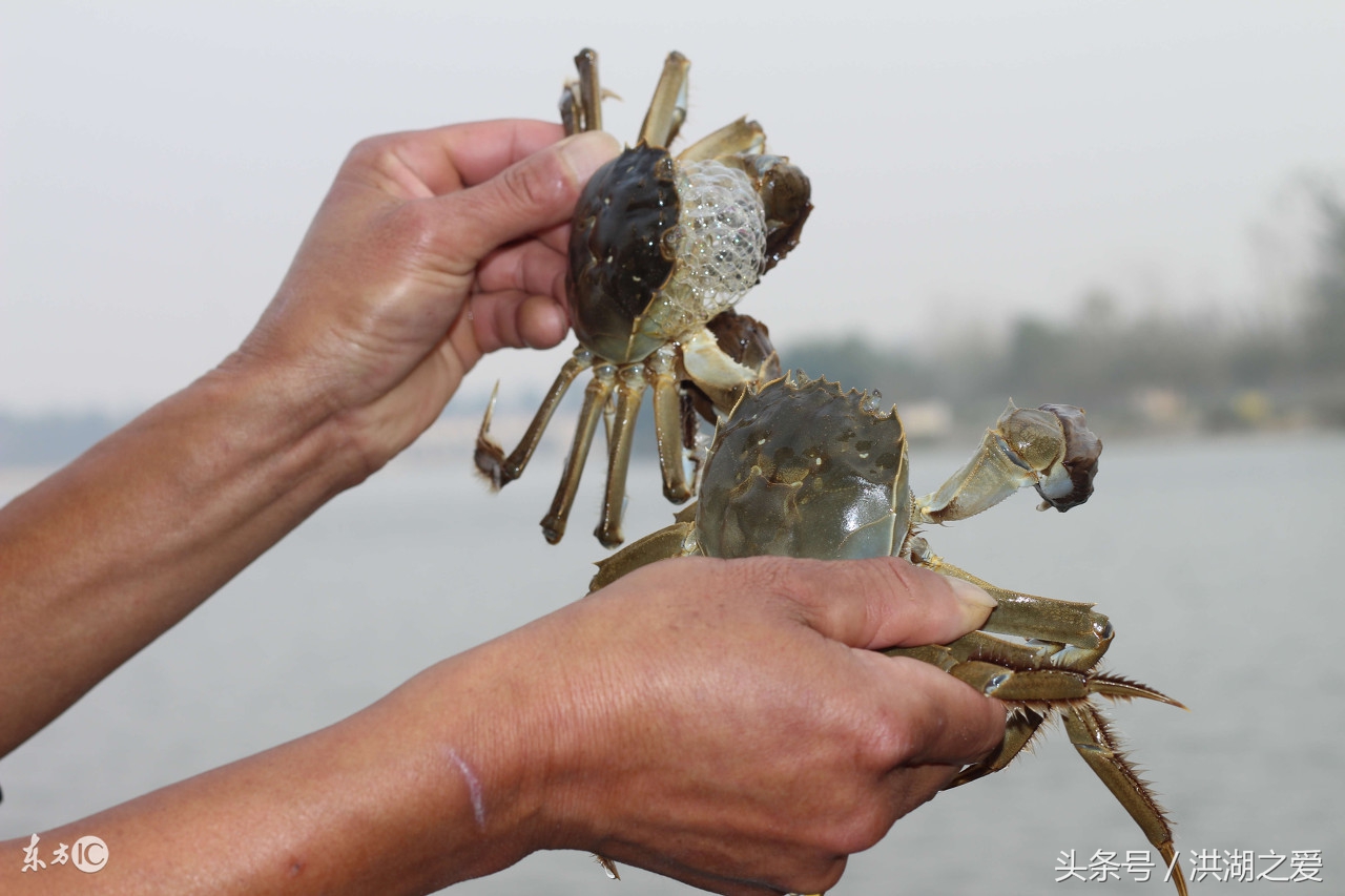 抓河蟹的方法和技巧,抓螃蟹的方法和抓鱼的方法