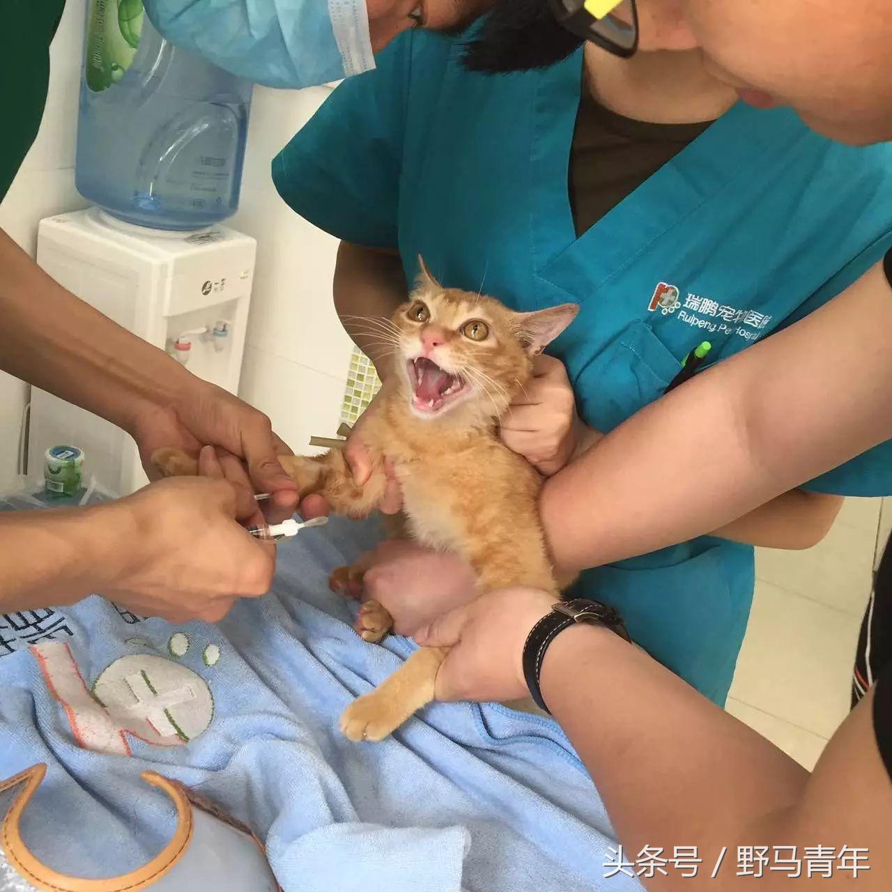 我一句说说而已，朋友就给我送了一只橘猫，结果她现在快20斤重