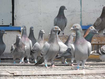 名家讲赛鸽视频全集,赛鸽育种名家讲鸽最新视频