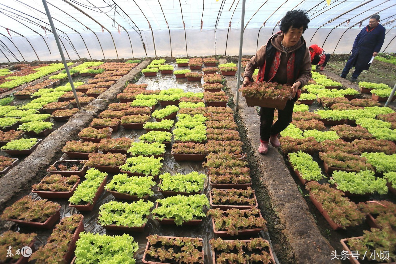 农村创业点子没钱怎样创业致富,农村女人创业开店赚钱