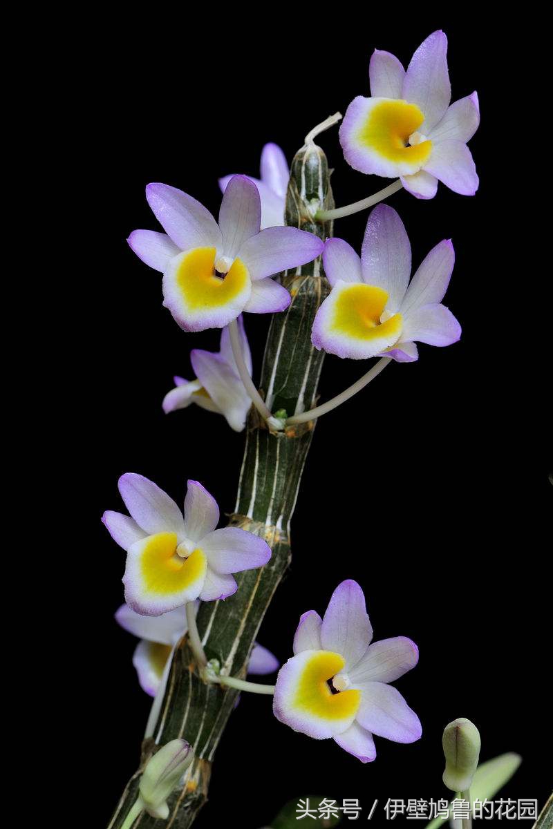 hello,植物：01.玫瑰石斛：爱恋打开花蕾，去沐浴春日的明媚