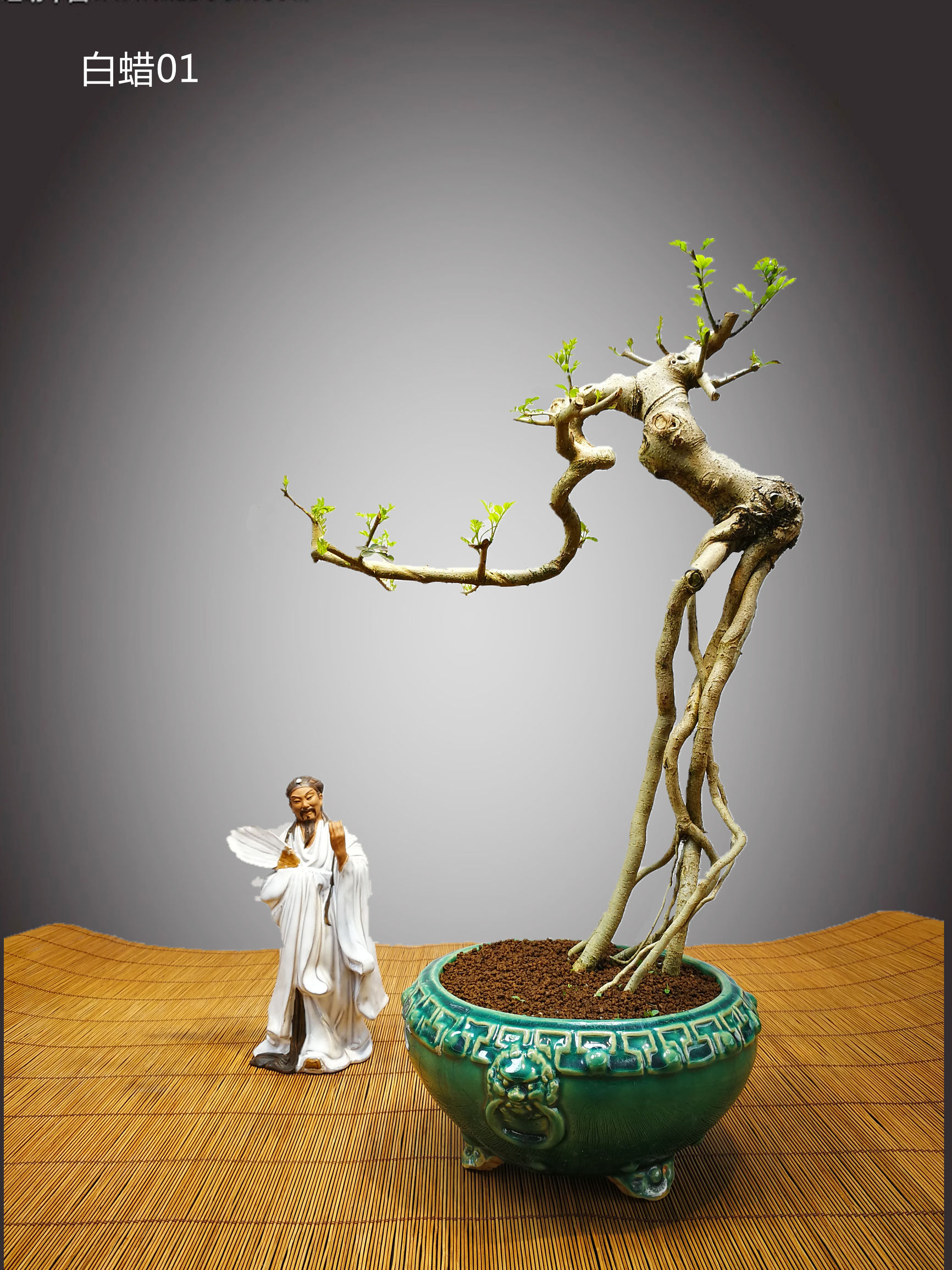 白蜡提根抱石盆景,高提根对节白蜡盆景