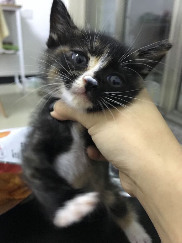 去花鸟市场买1厘米宠物,去宠物市场买了一只50元的小猫