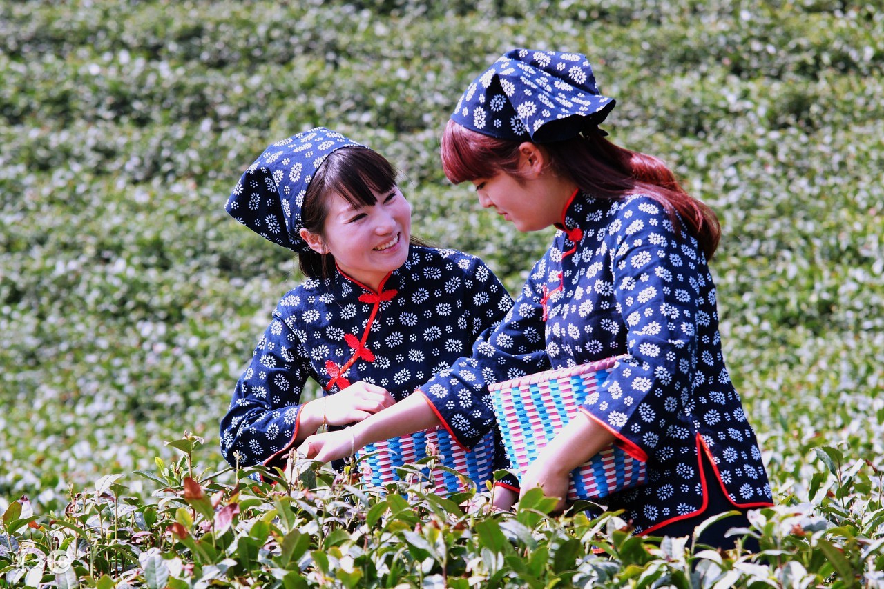 绿茶伤胃的成分是什么,绿茶伤胃的原因