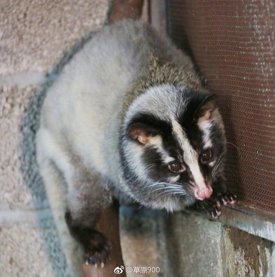 去云南适合买什么茶,云南最有名的咖啡在哪里