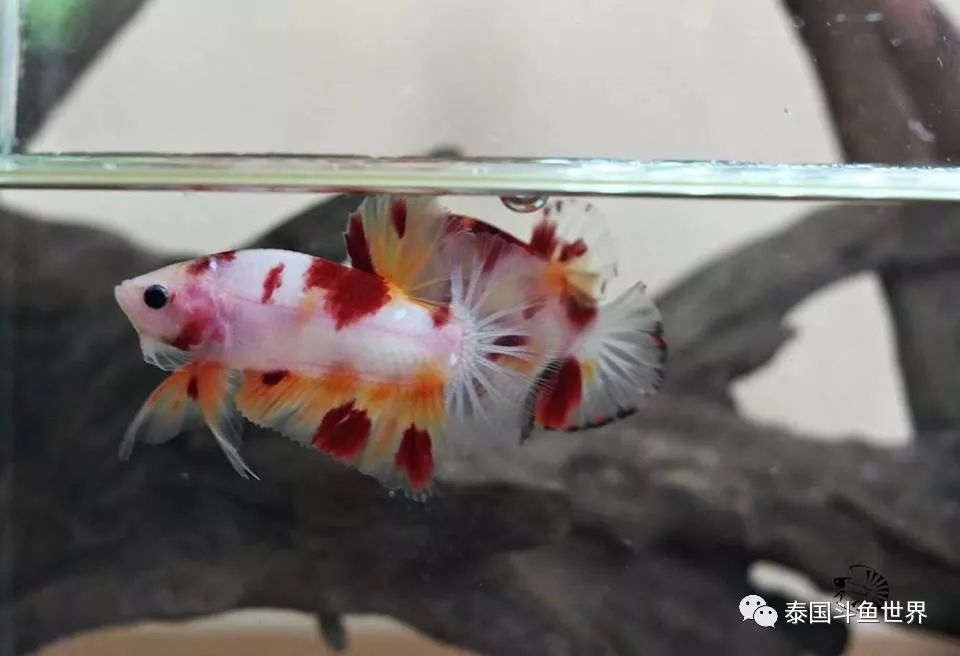 泰国斗鱼拍卖最新视频,泰国斗鱼拍卖直播现场