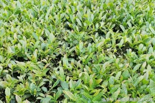 纯正铁观音有什么特点,什么是真正的铁观音茶