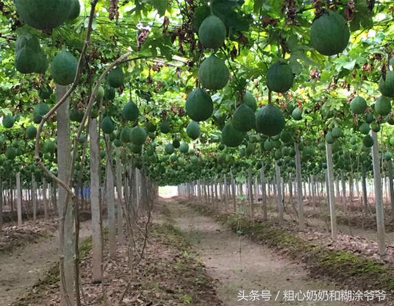2018农村创业项目参考:种植瓜蒌,一年种植多年受益,赚钱轻松!