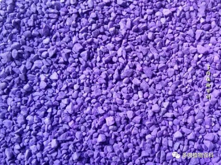 多肉土里长小黑虫子怎么办,多肉小黑飞用什么药