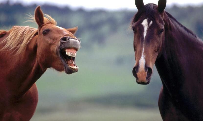 生肖运势大揭秘十二生肖的财运,十二生肖今年的财运和运势如何啊