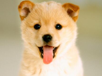 柴犬感冒的症状和治疗,怎么看柴犬是不是感冒了