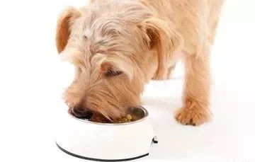 狗狗养护知识大全集,日常护理狗狗皮肤不瘙痒