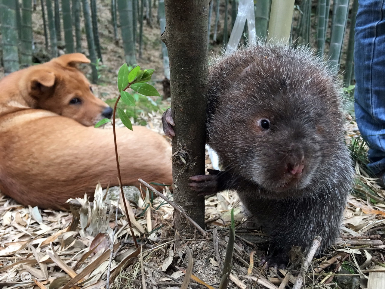 养竹鼠一年能收入多少,养殖竹鼠一年可以赚多少