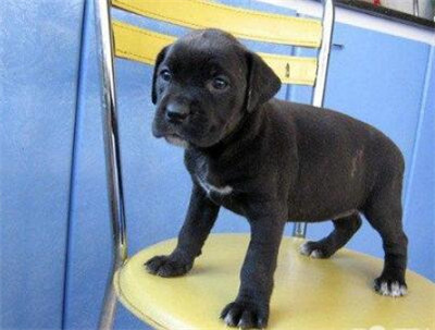 怎么分辨卡斯罗纯不纯,河南哪家犬舍有纯种卡斯罗犬