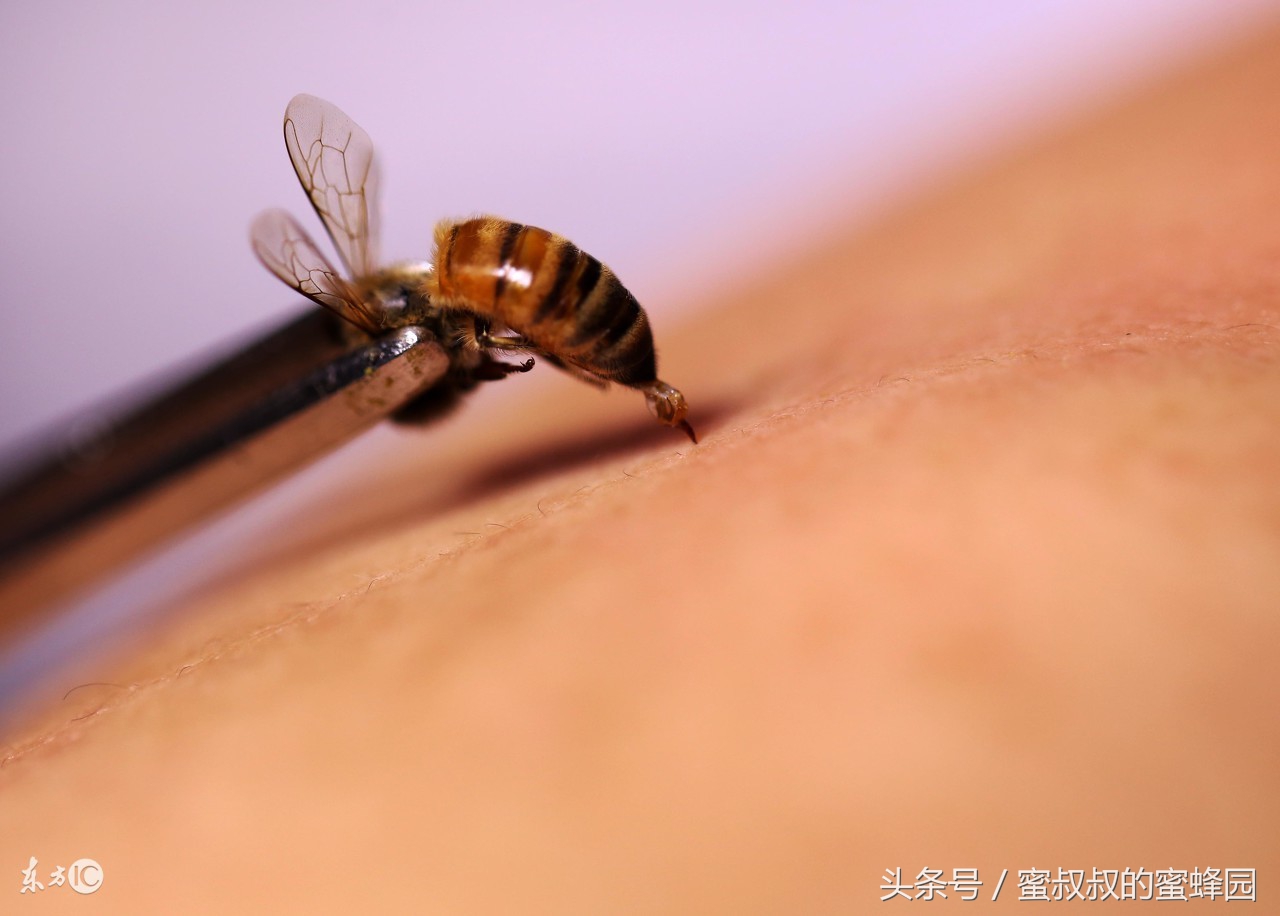 养蜂基础知识全集,养蜂一定要学会几个小技巧