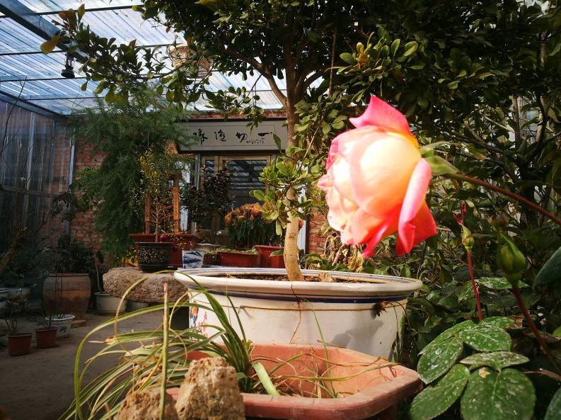 有书屋有竹林还有微型“动物园”，聊城退伍兵在村里建起公益小院