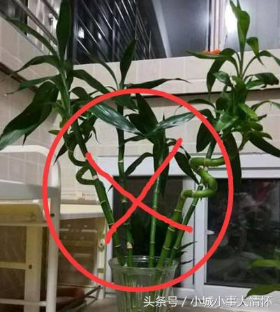 转运富贵竹放家里什么位置最好,财神位桌子上能摆放一枝富贵竹吗
