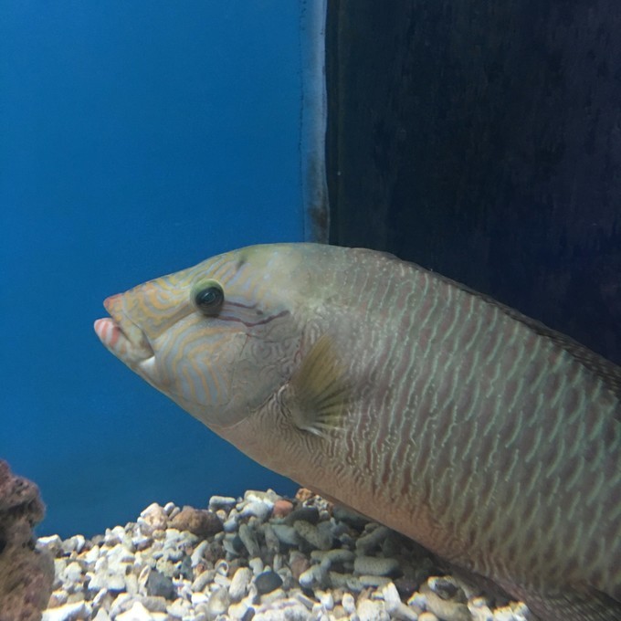 一个人越南攻略,一个人越南自驾游纪录片