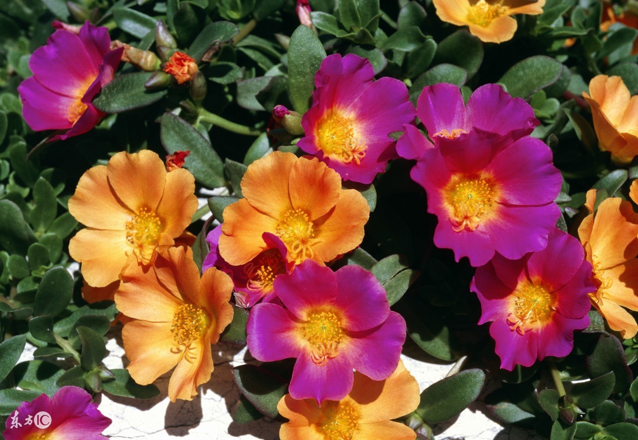 懒人种植观赏花草,适合夏季种植的懒人花草