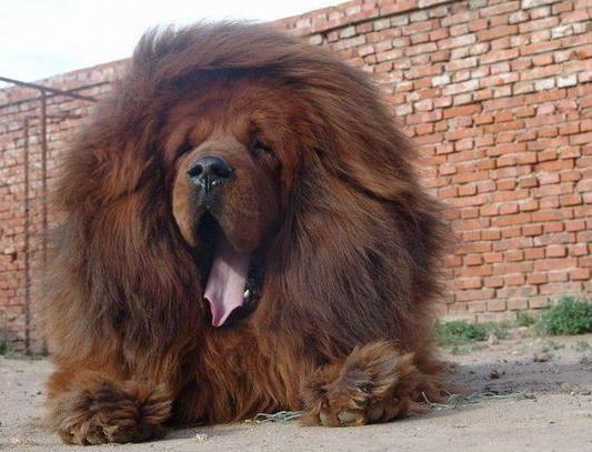 犬种百科德牧犬,犬种百科之安纳托利亚牧羊犬