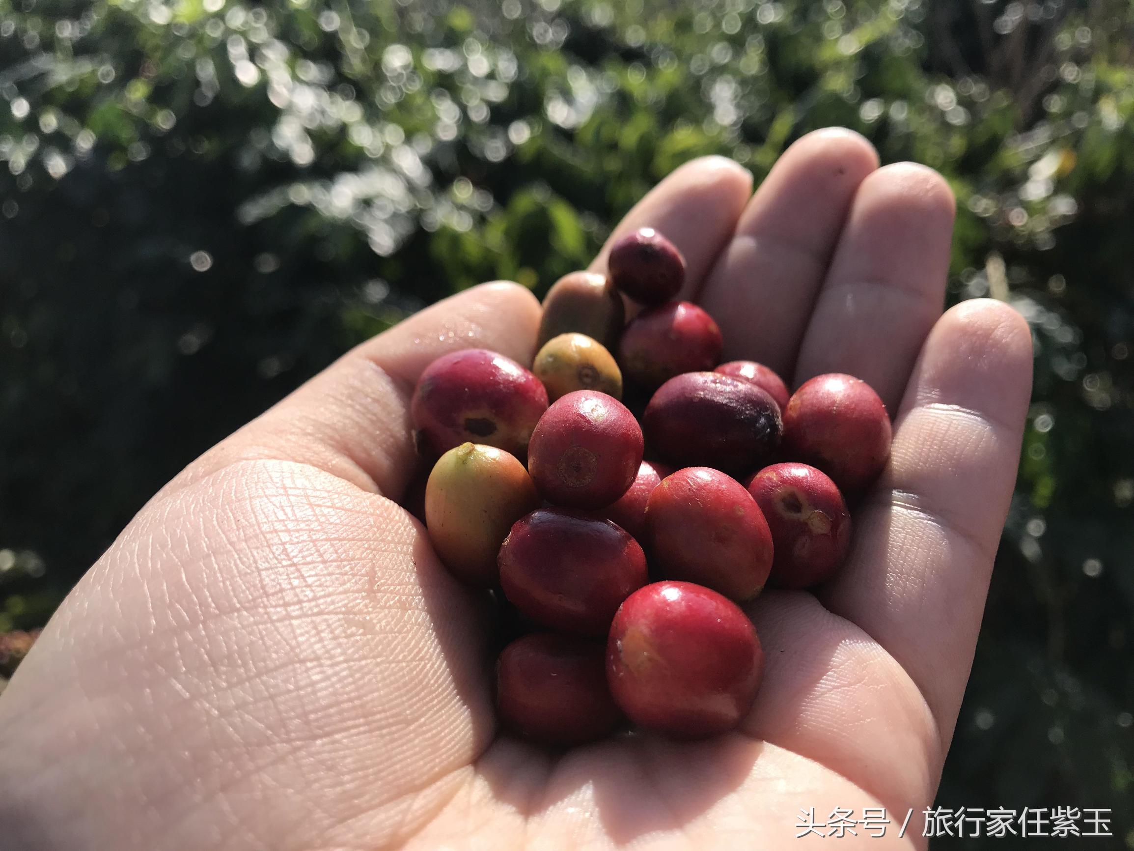 猫屎咖啡和普通咖啡有什么区别呢,猫屎咖啡和云南小粒咖啡哪个好