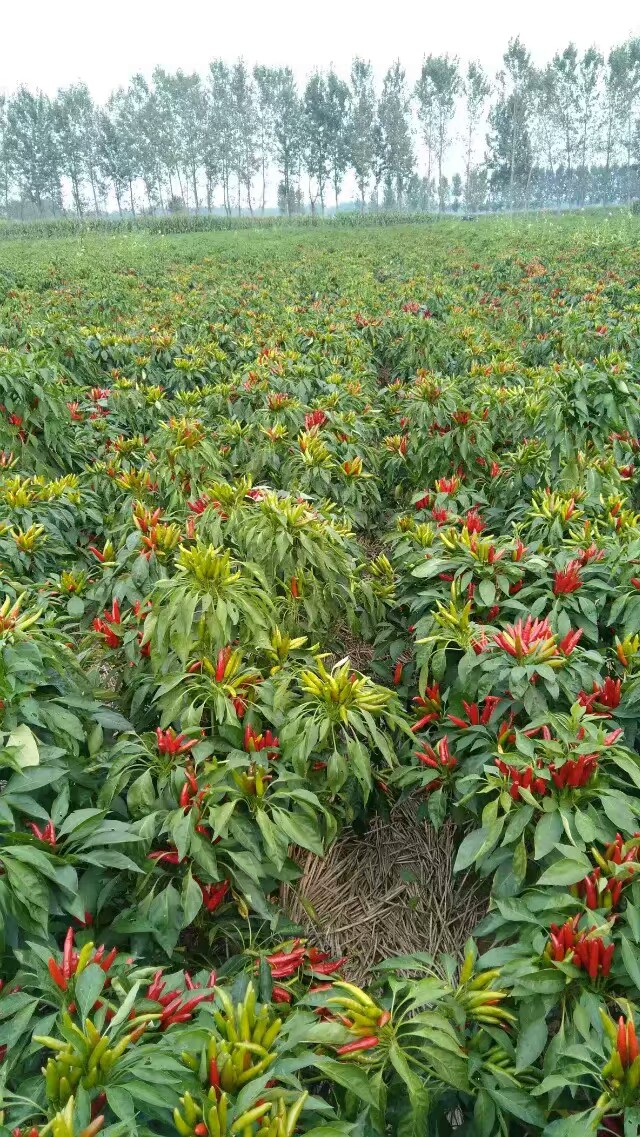 小本创业实现您的财富梦,小本创业商机是什么