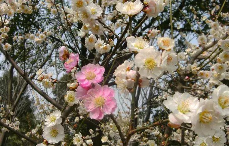 日本梅花品种和中国梅花区别,梅花十大稀有品种哪种梅花最珍贵