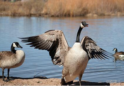 北京的冬天用穿加拿大鹅吗,加拿大鹅圣诞节