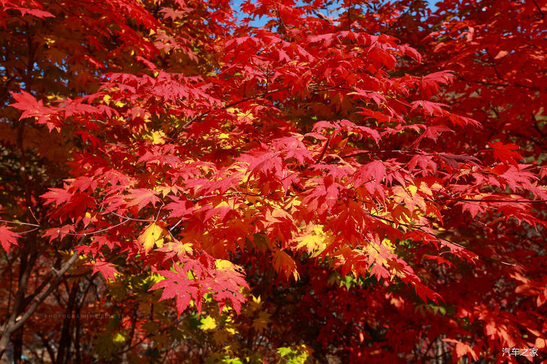 家乡之美美篇,家乡之美原唱完整版